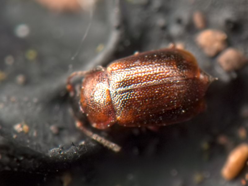 Anthobium atrocephalum (Gyllenhal, 1827)